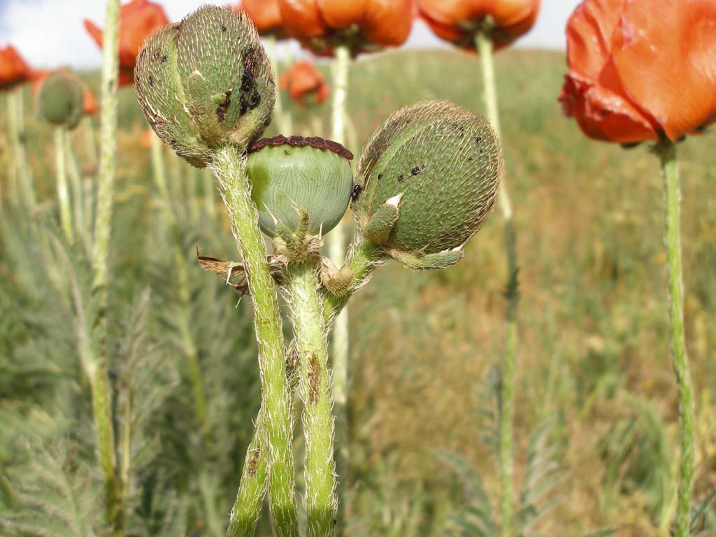 Turchia 5 - Papaver sp.